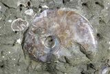 Impressive, Fossil Ammonite Cluster - Madagascar #74850-5